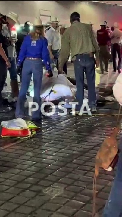 VIDEO: Sufre caballo golpe de calor