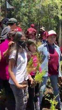 Realizan reforestación de 100 mil árboles en el Ajusco