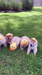 Funny Moments of Cat & Dog Bosses - Episode 17 |  Meow & Woof Universe