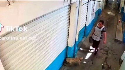 VIDEO: Rescatan perrito en Ecatepec, sufría maltrato en un mercado