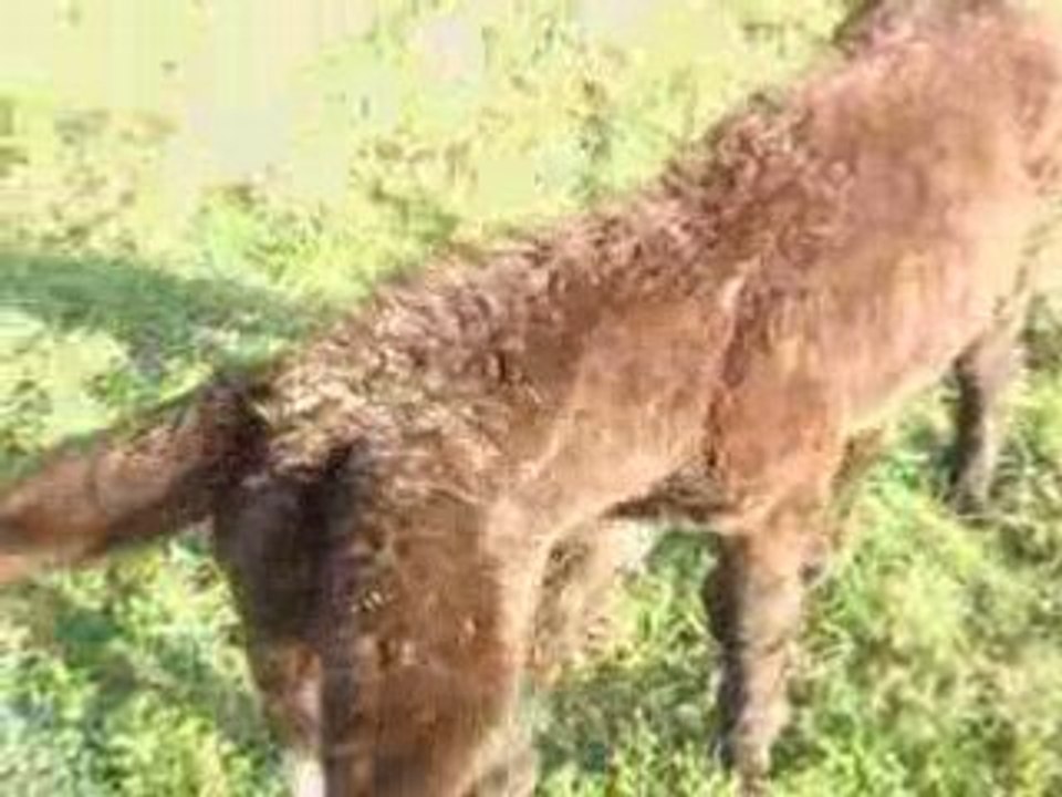 Notre ami rasta : magnifique petit baudet du poitou