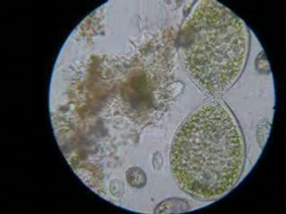 Paramécium bursaria x 40