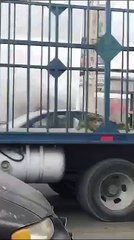 Arde Oxxo en Apodaca, fuego habría sido provocado