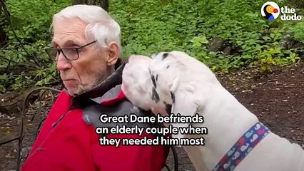 Great Dane Meets A Grandma In The Woods And They Become BFFs
