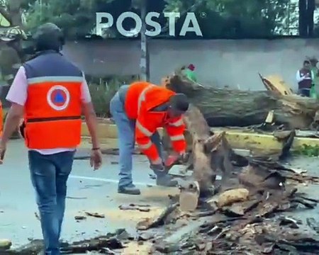 Bomberos y Protección Civil derriban árbol en Narvarte, Benito Juárez
