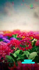 Flores colombianas conquistan el mundo 🌺🌟