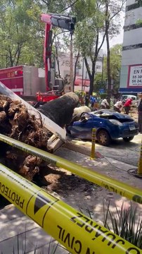 Cae árbol de 20 metros sobre auto compacto en la avenida Insurgentes