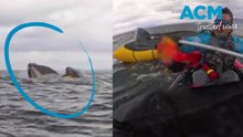 Incredible moment whale swallows kayaker whole in wild encounter