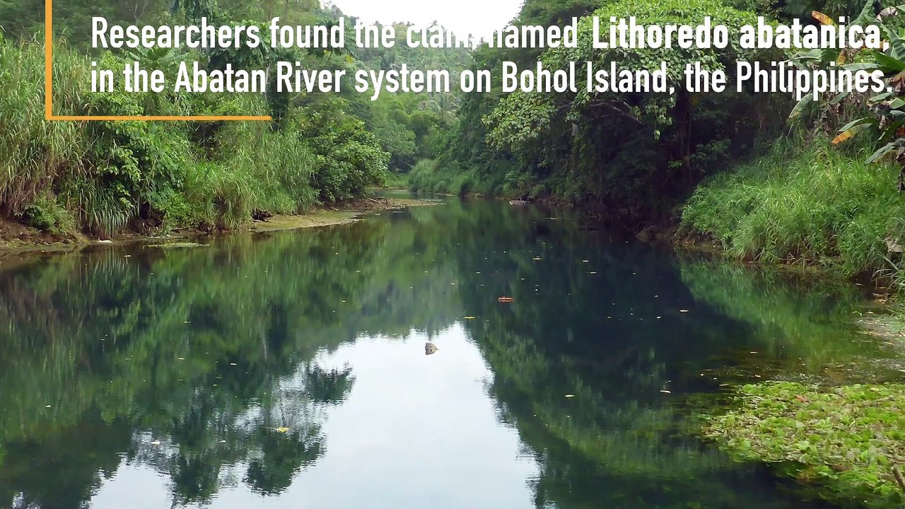 These Weird Animals Actually Eat Rock
