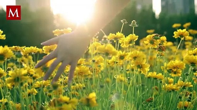 ¿Cuáles son las flores que NO debes regalar el 14 de febrero por Día de San Valentín?