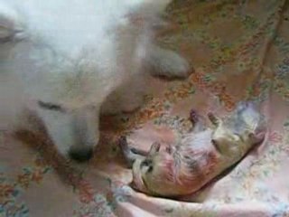 Naissance des bébés de Gloria