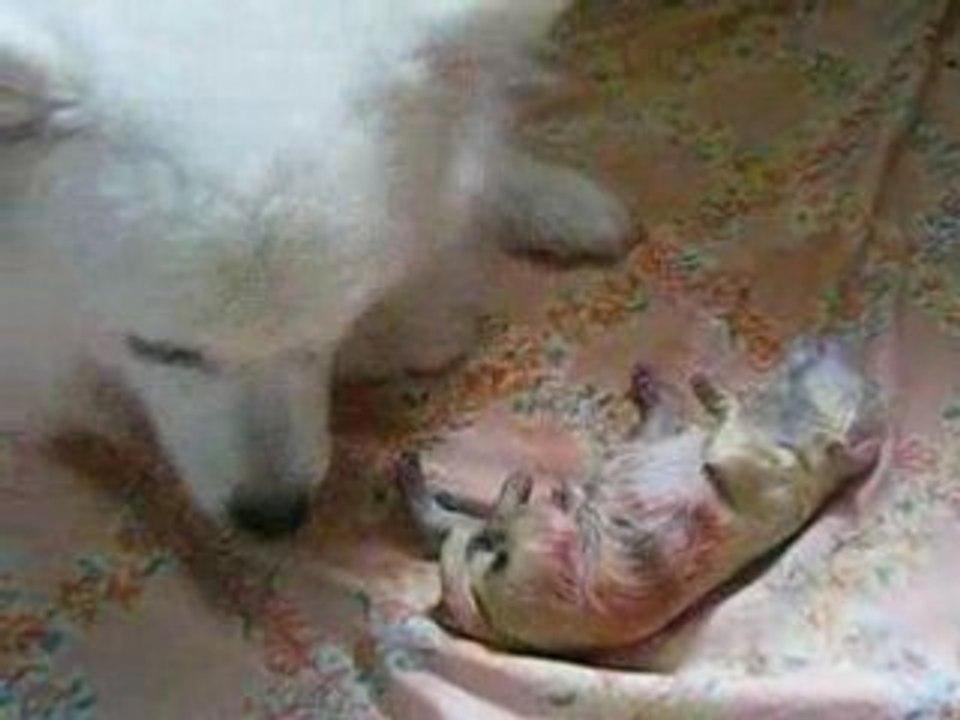 Naissance des bébés de Gloria
