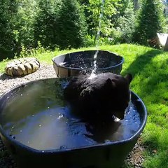 ¡Qué agusticidad! Oso sonríe al darse chapuzón por onda de calor en Chipinque