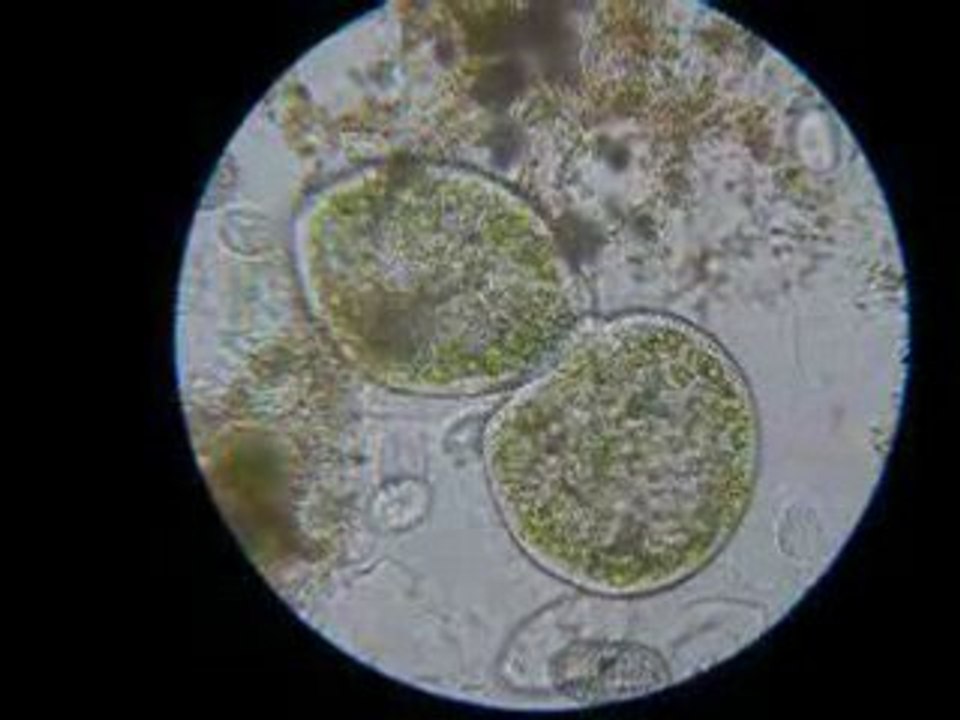 Paramécium bursaria x 10