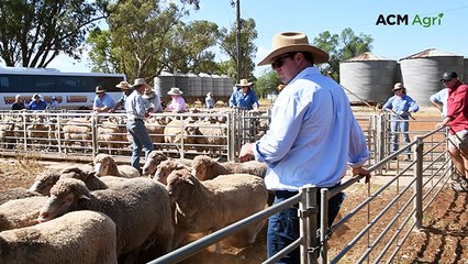 Ted Little Memorial Trundle flock ewe competition