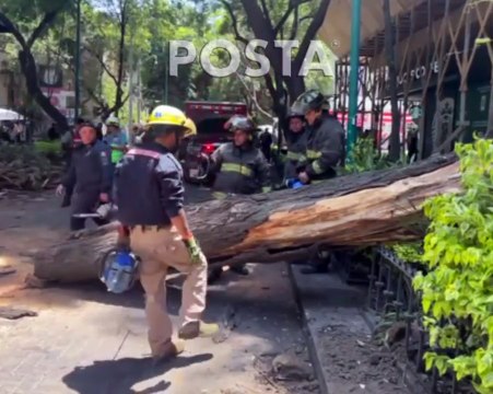 Árbol de más de 20 metros de altura cae sobre dos autos en la Benito Juárez