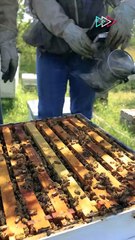 Conoce Mateo el proceso de producción de miel en el apiario Azahar D Allende