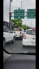 Sorprende lobo a regios