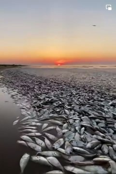 ¡Decenas de miles! Aparecen peces muertos en playa de Texas