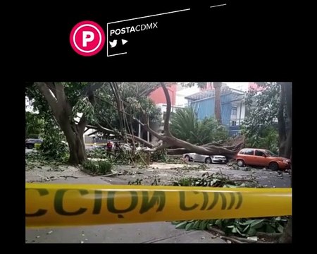 Fuertes lluvias y vientos provocan caída de árboles en CDMX