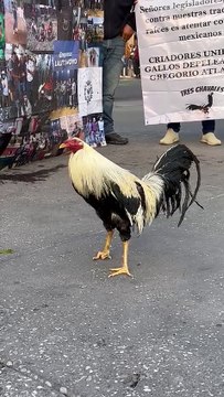 Protestan galleros en el Zócalo capitalino por iniciativa que impide su activida