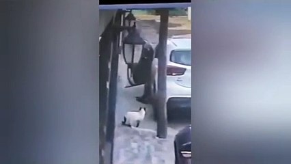 Cae el hombre que mató al gatito en Tlalnepantla porque se comió sus pajaritos