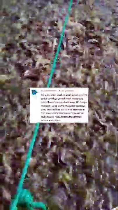 Ciri-ciri lele bongsoran sang pemakan lele ukuran kecil