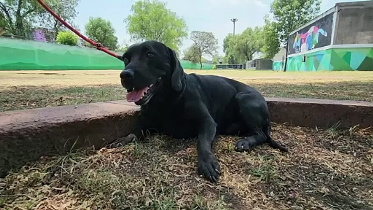 Decenas de perritos esperan ser adoptados en el Centro de Transferencia Canina