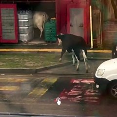 İstanbul’da şaşkına çeviren görüntü! Markete giren inekler meyve-sebze reyonunu talan etti