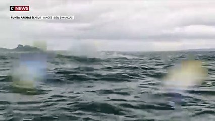 Les images de la baleine à bosse qui a avalé un kayakiste