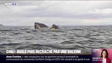 Chili: un kayakiste avalé puis recraché par une baleine