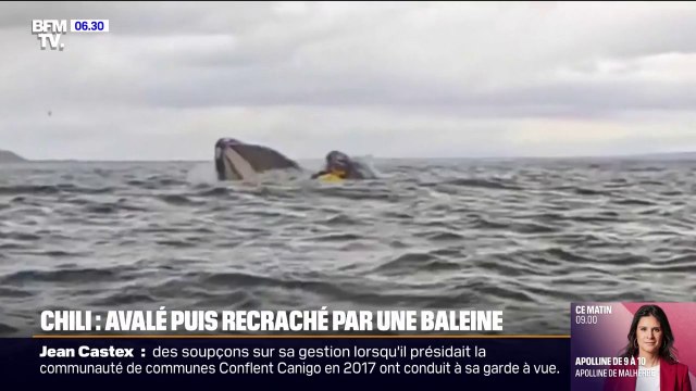 Chili: un kayakiste avalé puis recraché par une baleine