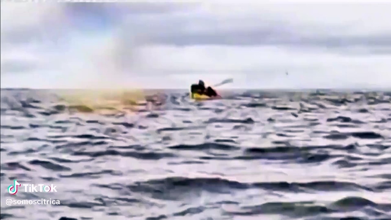 Las impactantes imágenes de una ballena que engulle a un hombre y lo expulsa vivo en la costa chilena