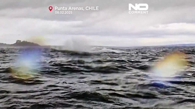 Une baleine à bosse avale puis relâche un kayakiste en Patagonie chilienne