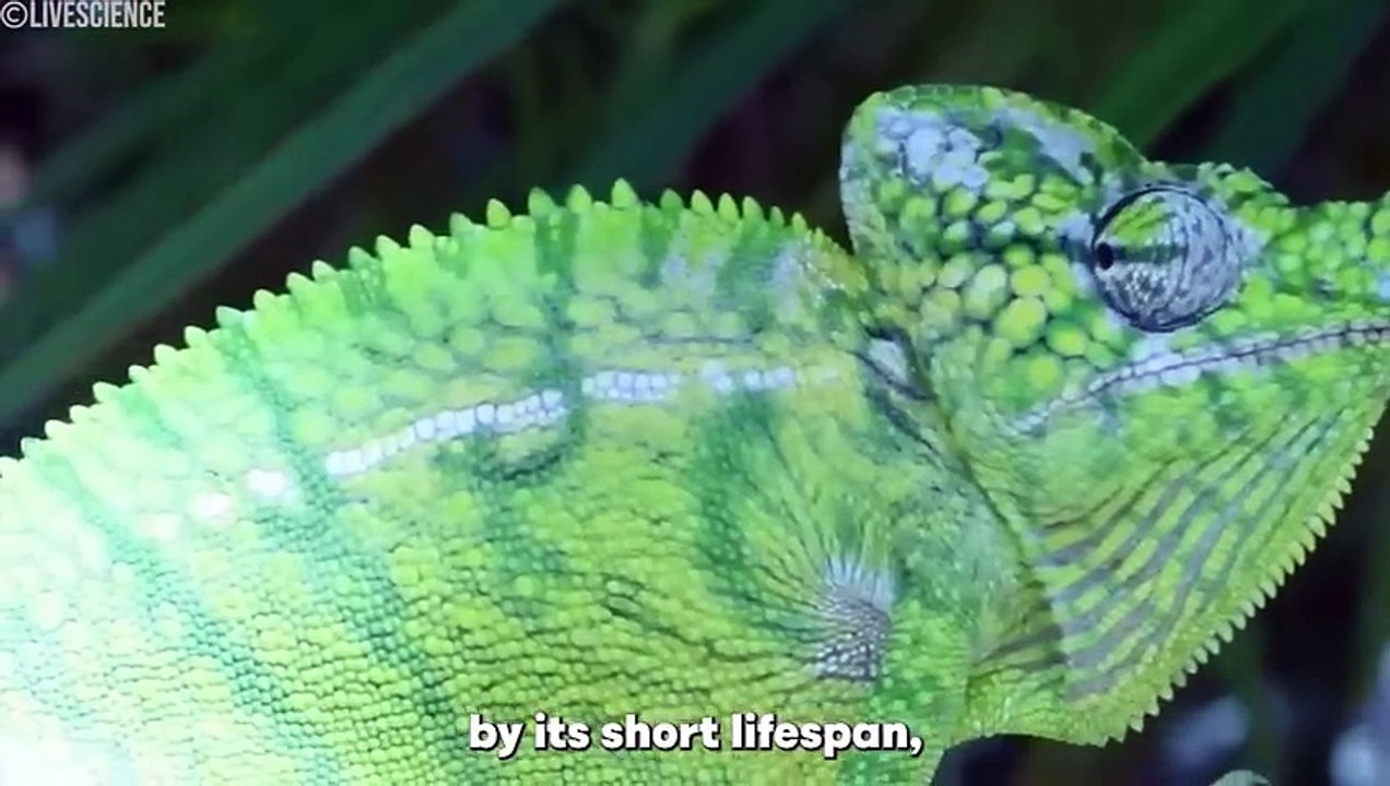 30 Animals Believed To Be Extinct Caught Alive On Camera