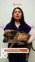 Año Nuevo 2025: ¿cómo proteger a tu mascota de la pirotecnia?