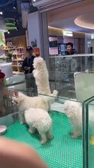 Funny Moments of Cat & Dog Bosses - Episode 19 |  Meow & Woof Universe