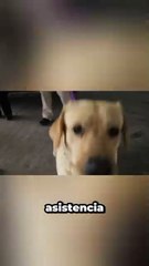 Conoce el ‘proyecto’ Justicia, el lomito de Nuevo León que brinda asistencia emocional (VIDEO)