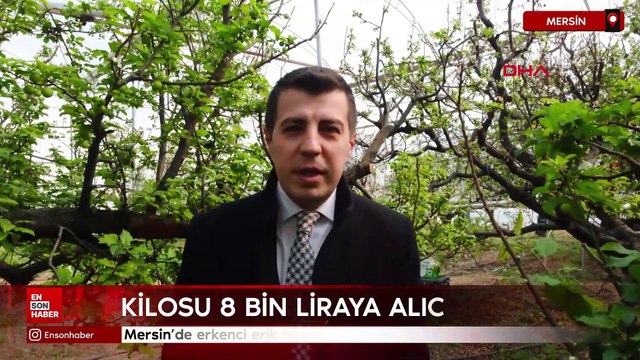 Mersin'de erkenci erik hasadı: Kilosu 8 bin liraya alıcı buldu