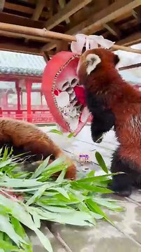 La Saint-Valentin des animaux à Pairi Daiza