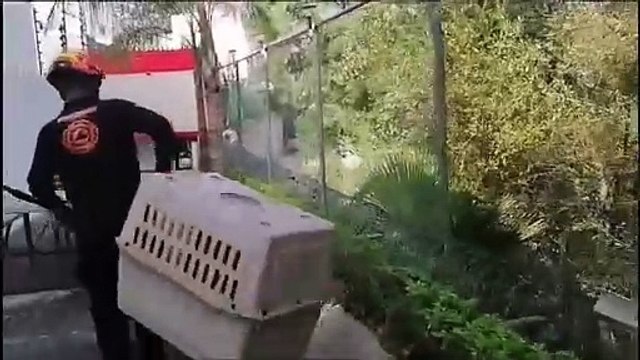 Protección Civil de Nuevo León hace captura de un zorro gris en Monterrey