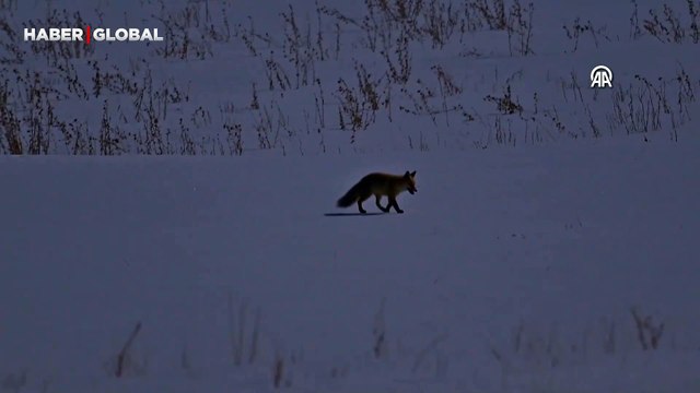 Van’ın Çatak ilçesinde avlanan tilkiler yakından görüntülendi