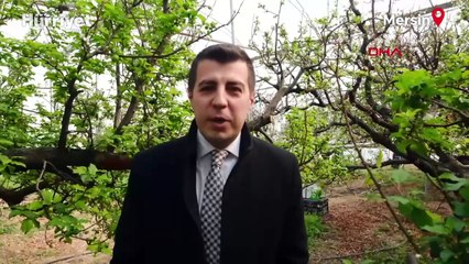 İlk erik hasadı yapıldı... Fiyatı 'yok artık' dedirtiyor! Sayarak paketliyorlar