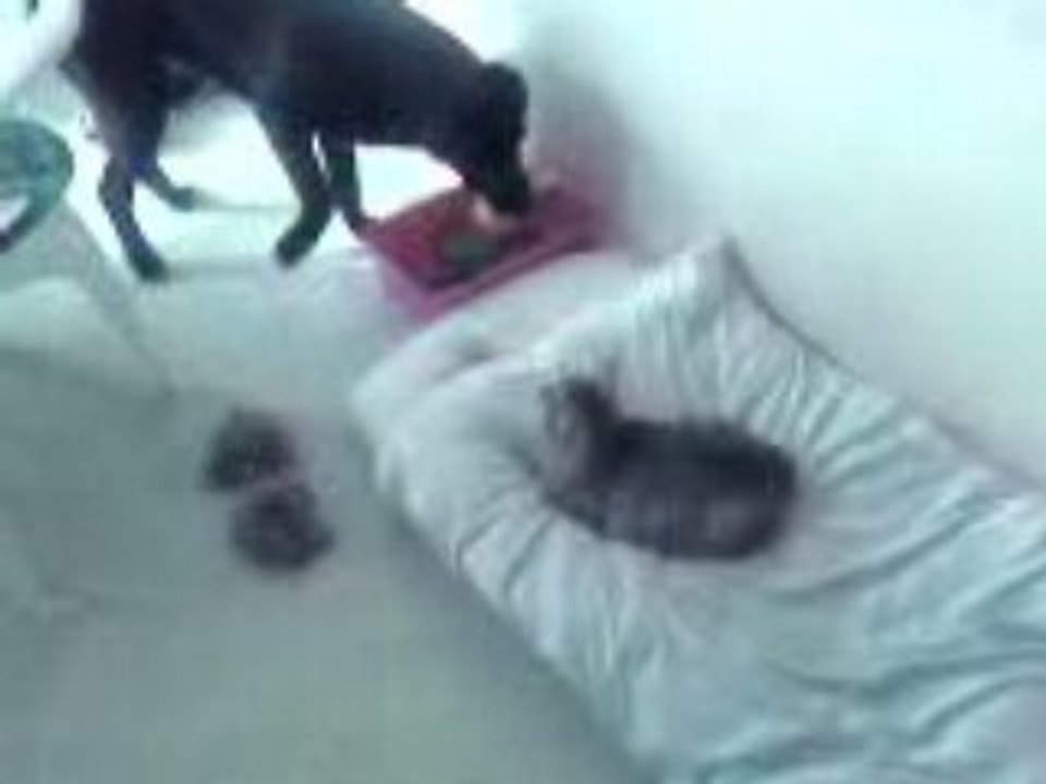 jeux avec minette