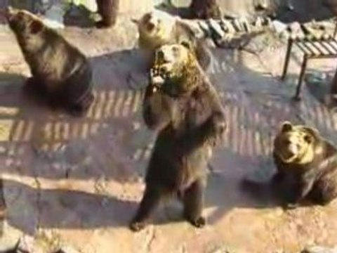 ours qui a tres faim )))))))) a regarder!!