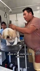 ¿Estética canina hasta tu domicilio? conoce cómo agendar y los servicios que ofrecen