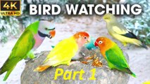 CAT BIRD WATCHING - Birds And Squirrels Eating In The Forest For Cats To Watch PART 1