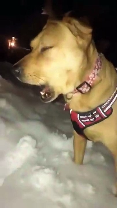 Funny videos pet😂😂😂