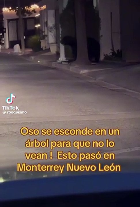 Oso se esconde detrás de árbol para que no lo vean en Monterrey (VIDEO)