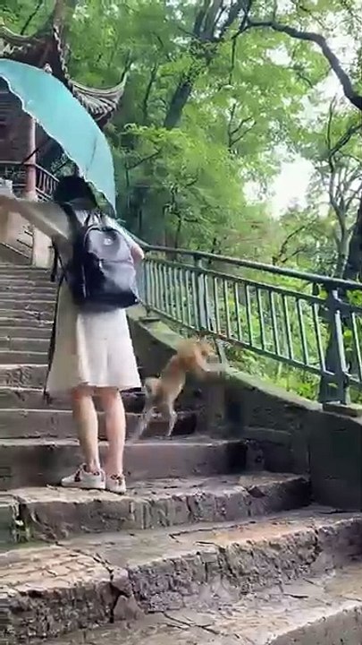 Funny videos